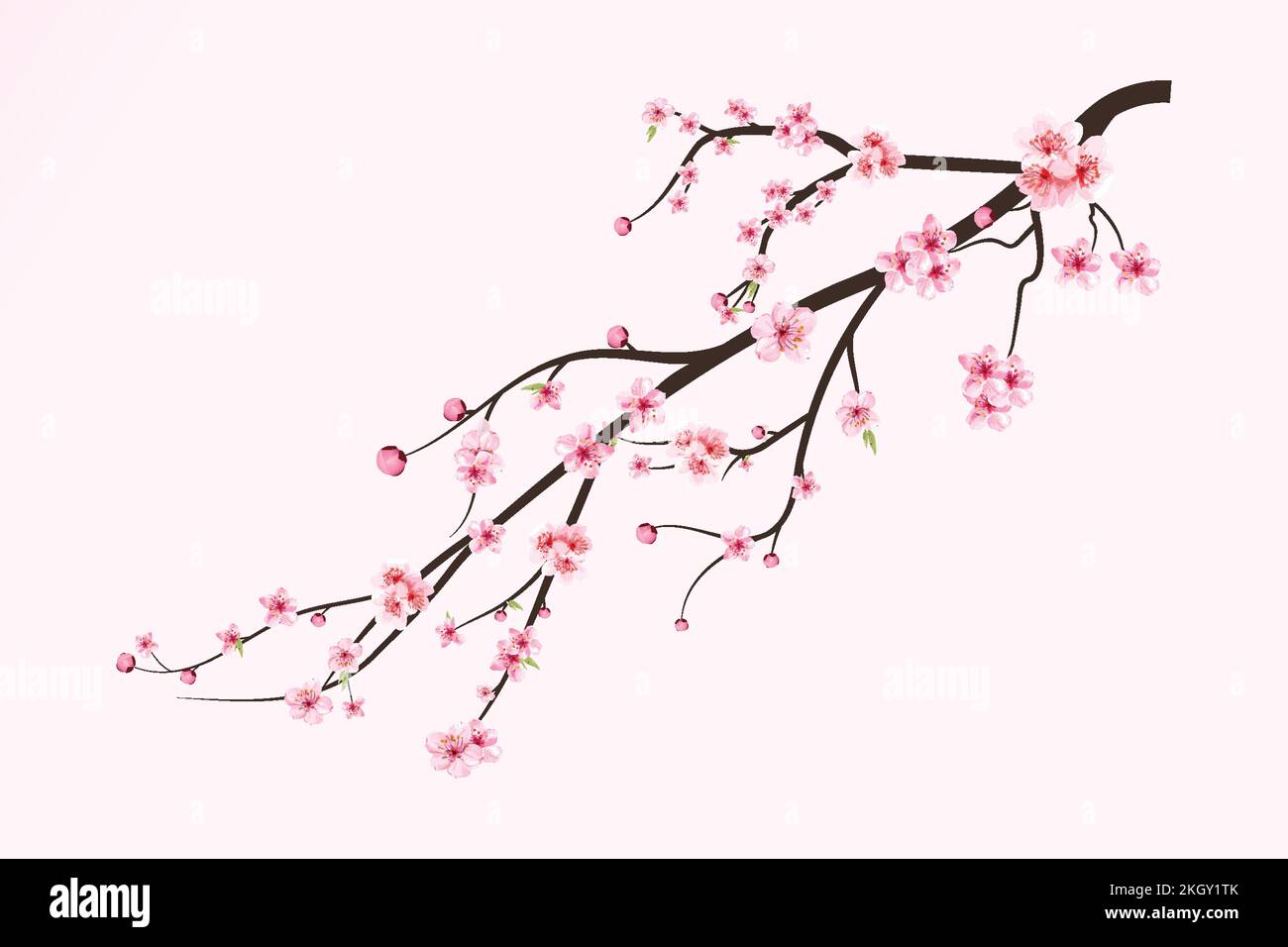 Realistic Cherry blossom branch. Sakura branch with blooming watercolor