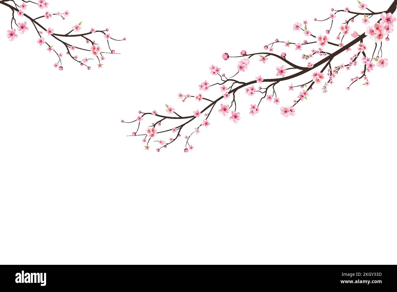 Cherry blossom branch with pink flowers. Pink sakura flower background ...