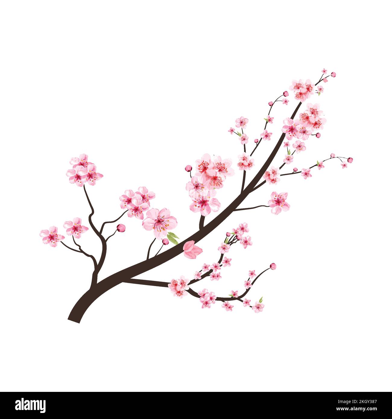 Cherry blossom branch with pink Sakura flower vector. Cherry blossom ...