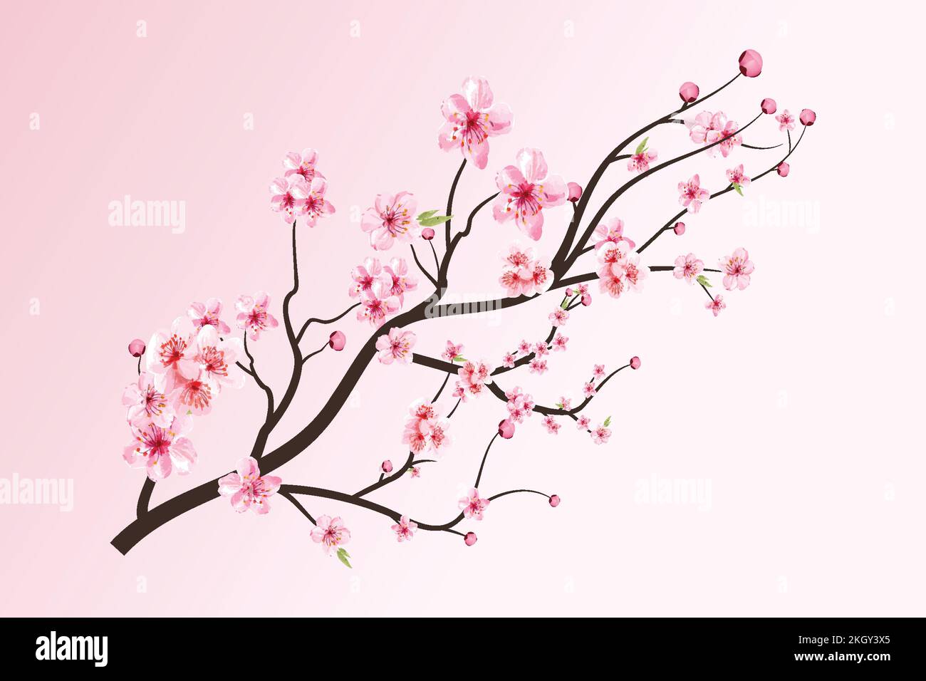 Cherry blossom with blooming watercolor Sakura. Realistic watercolor ...