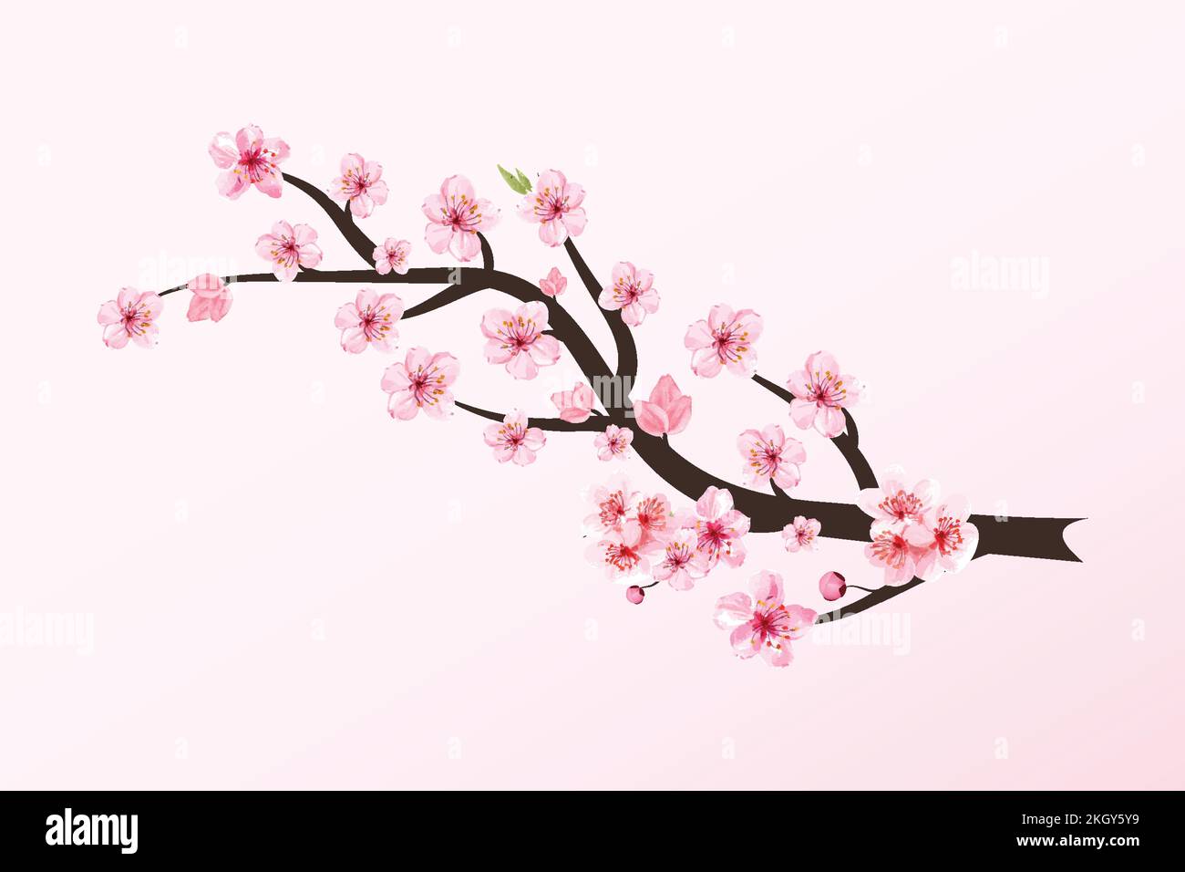 Cherry blossom branch with Sakura flower vector. Sakura flower branch ...
