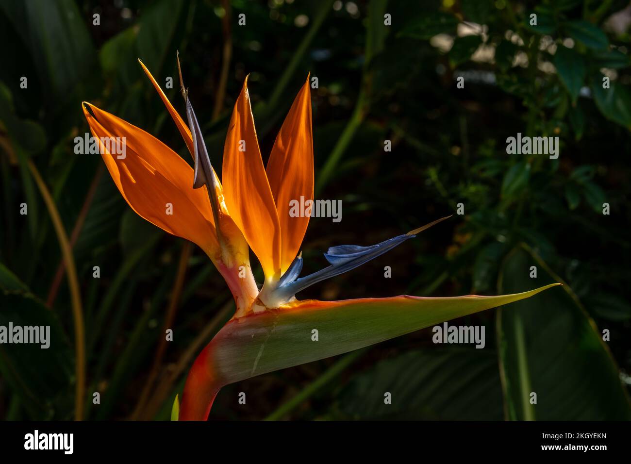 Orange yellow heliconia strelitzia bird hi-res stock photography and images  - Alamy