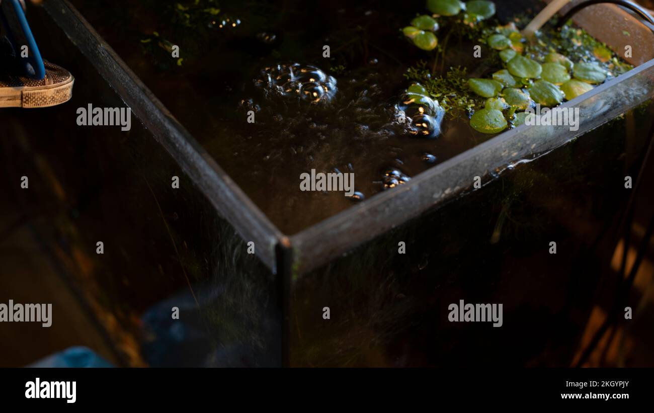Water in aquarium. Aquarium in room. Bubbles on surface of water. Fish tanks Stock Photo Alamy