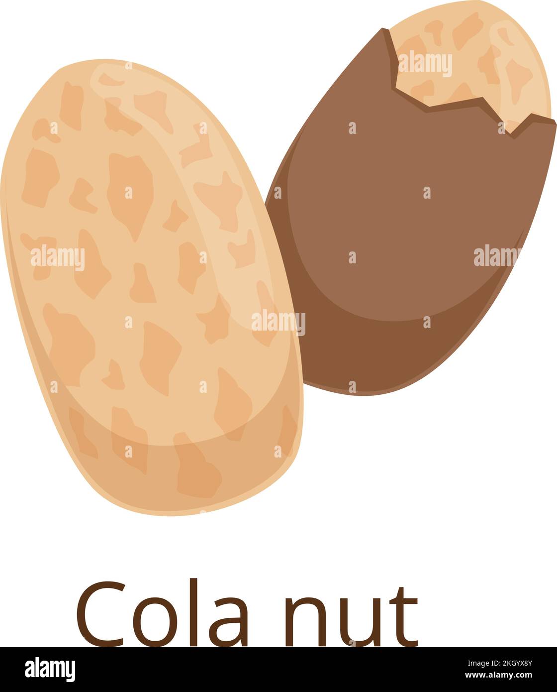Cola nut icon. Cartoon kola plant seed Stock Vector