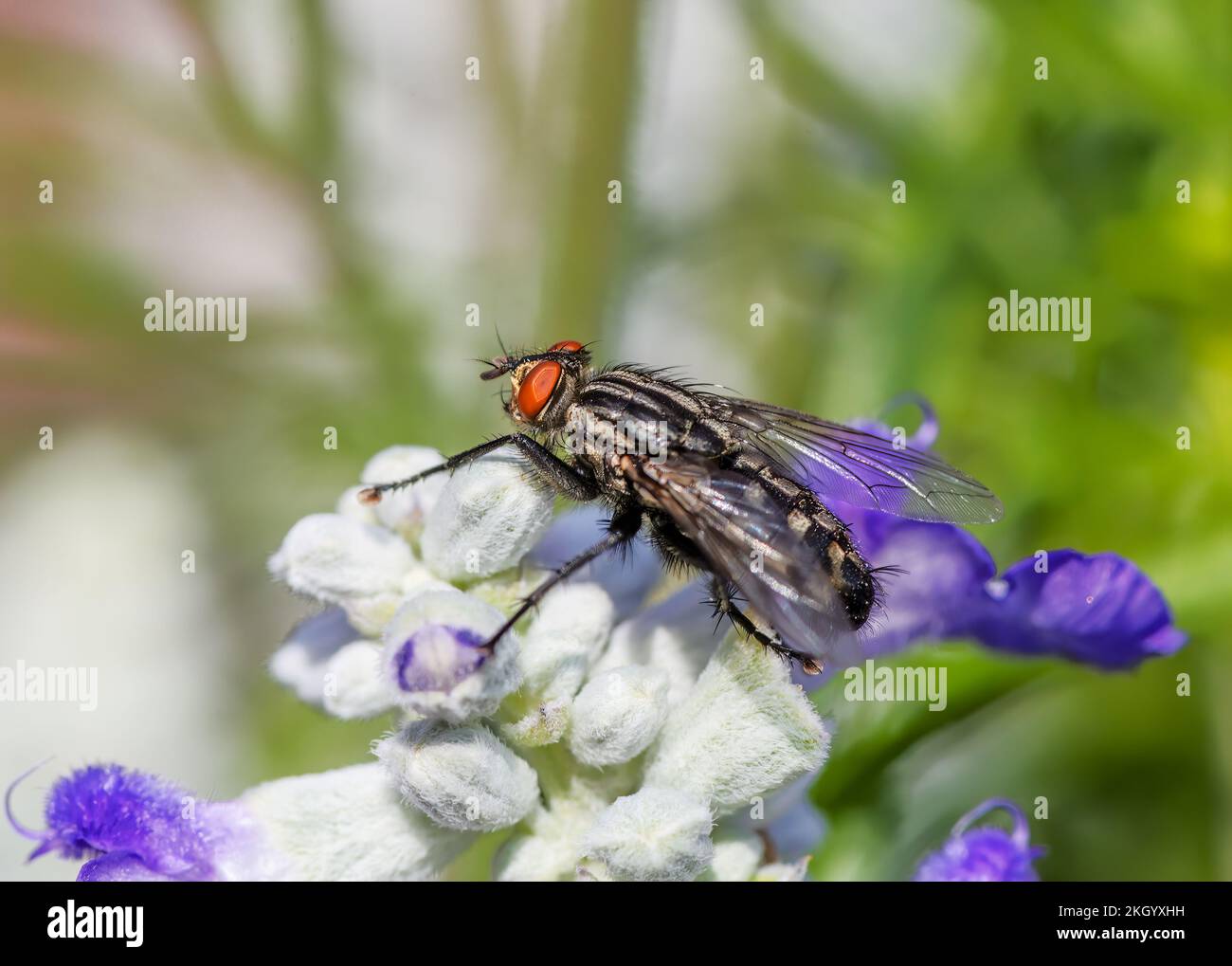 Macro of a fly sitting on a blossom Stock Photo