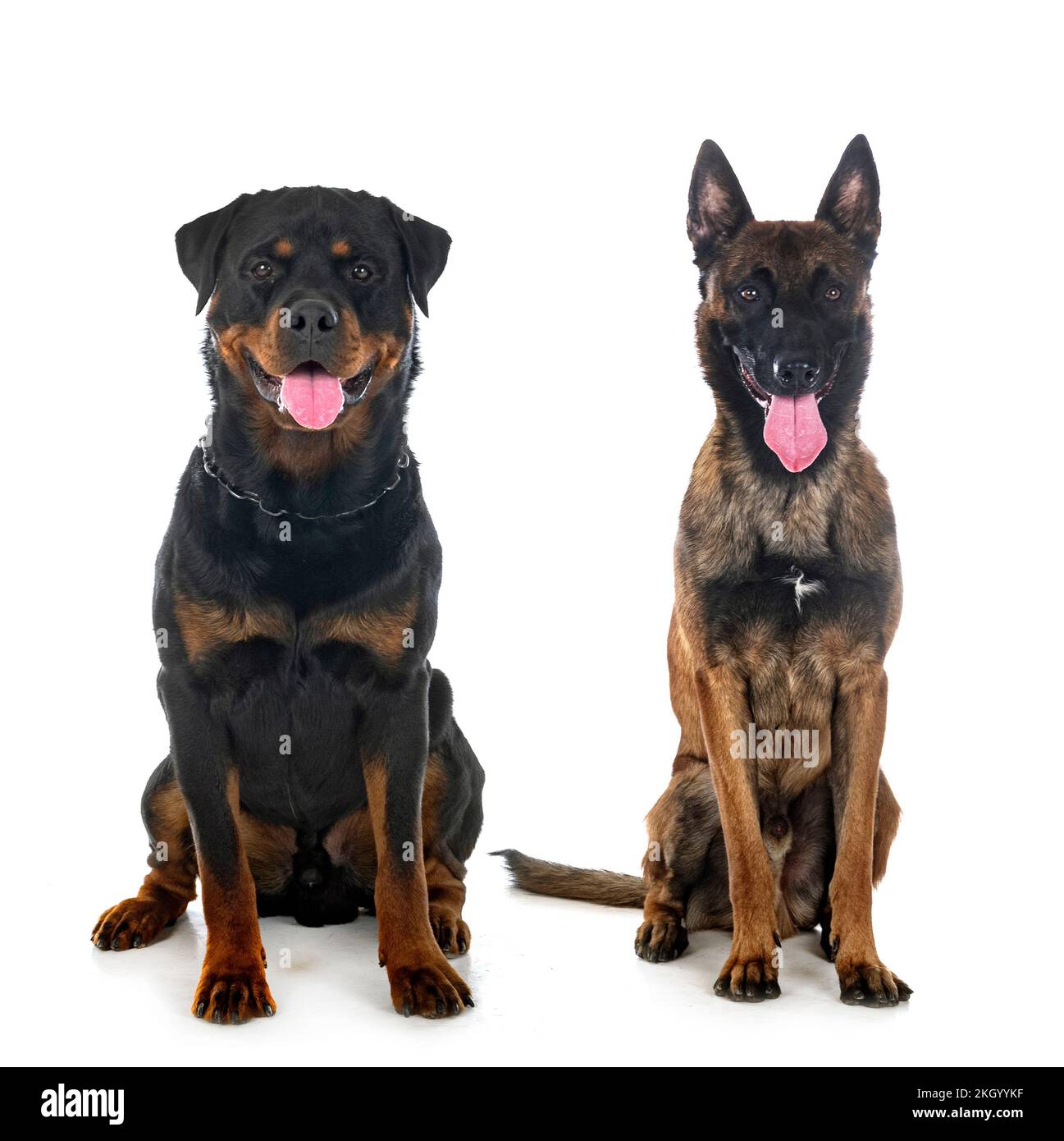 belgian shepherd and rottweiler in front of white background Stock ...