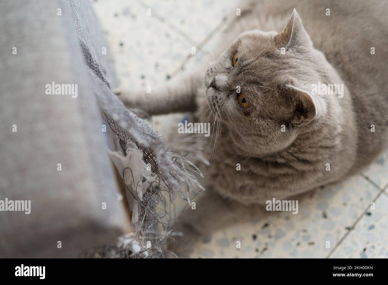 Cat scratching furniture. A ragged corner of the sofa that had been