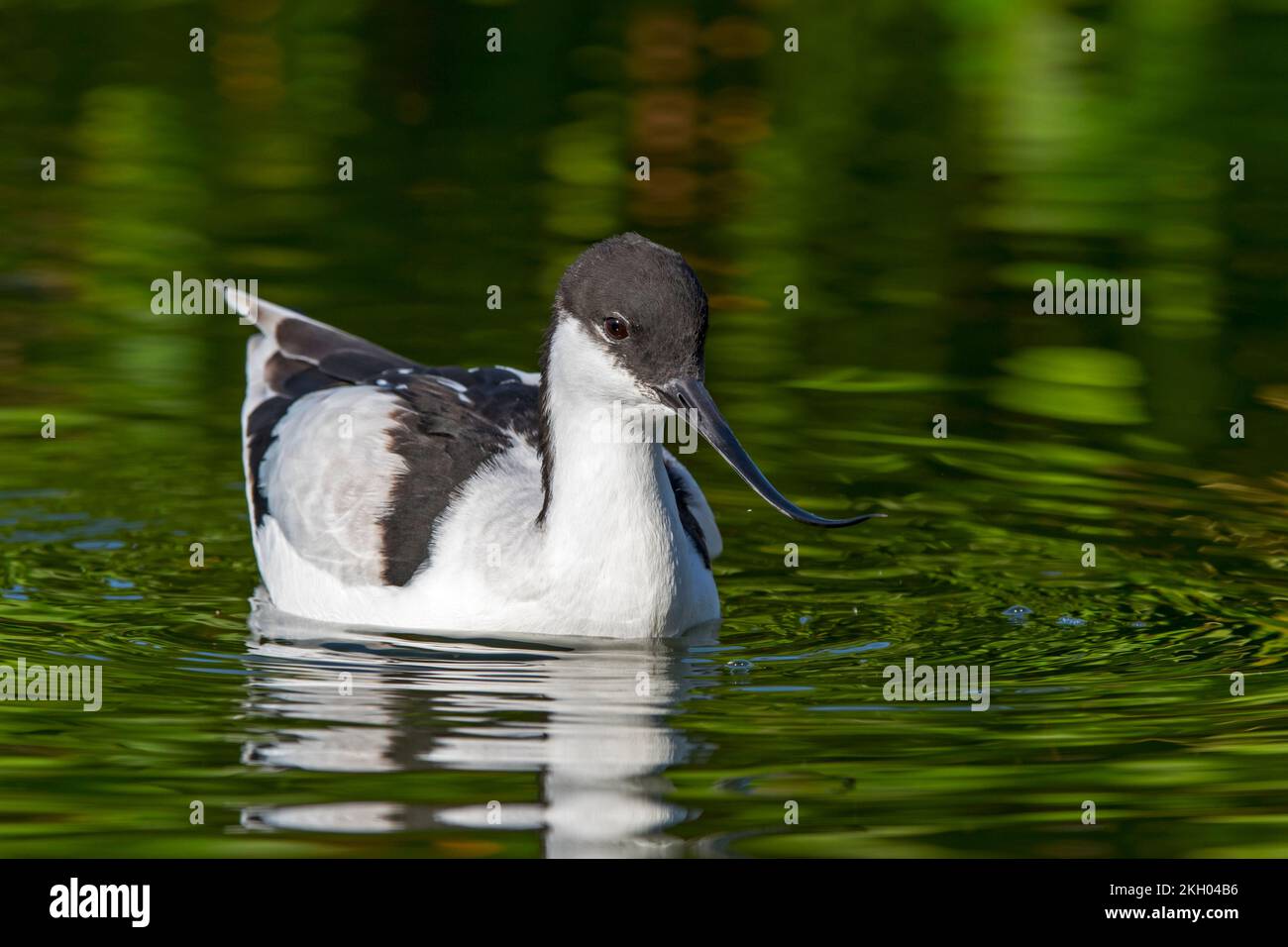 Pied avocet (Recurvirostra avosetta) swimming in water of pond in autumn / fall Stock Photo