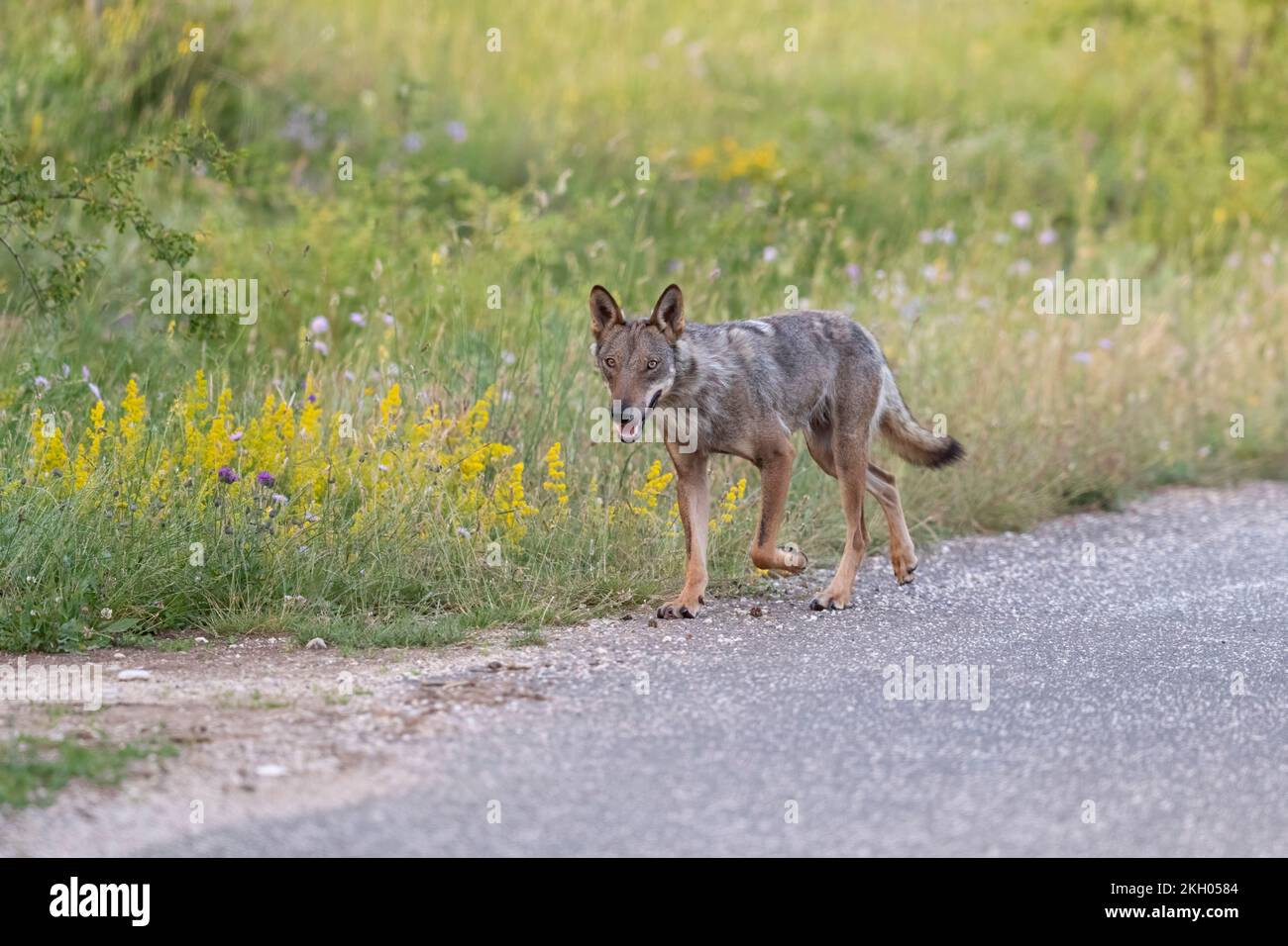 Apennine wolf female in Italy, Gran Sasso, Abruzzo. Stock Photo
