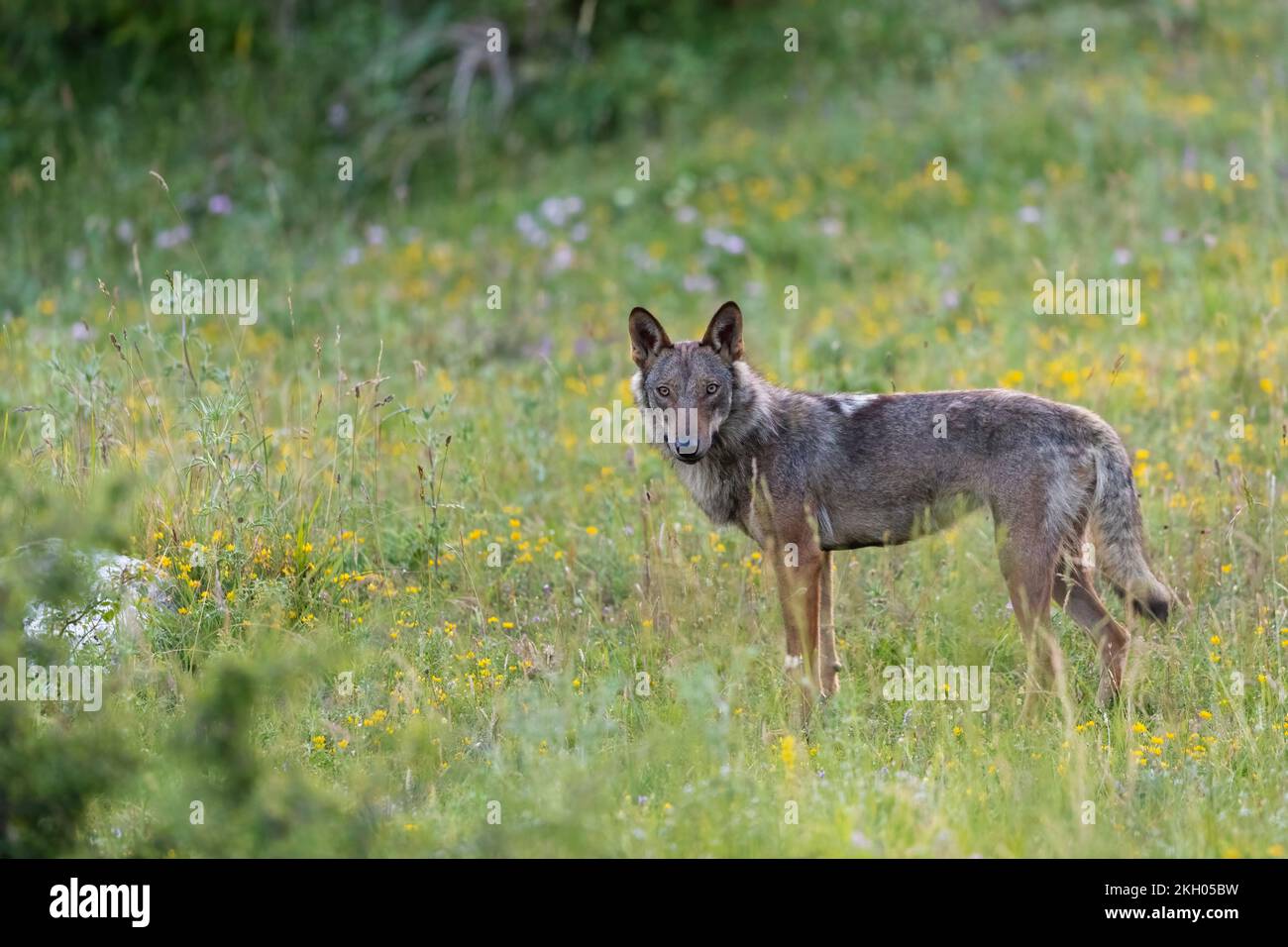 Apennine wolf female in Italy, Gran Sasso, Abruzzo. Stock Photo