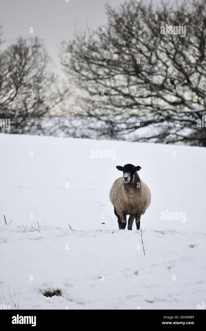 Winter single sheep in snow covered Lancashire Pennine landscape looking towards the camera with snow field and snow-covered trees to background. Stock Photo