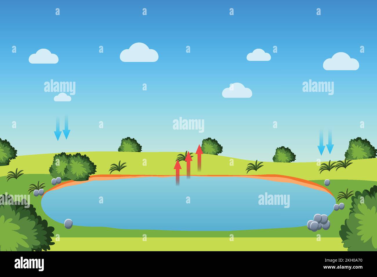 Water cycle process with a pond and blue sky. Evaporation, condensation, and precipitation process infographic diagram for the study. Green field with Stock Vector