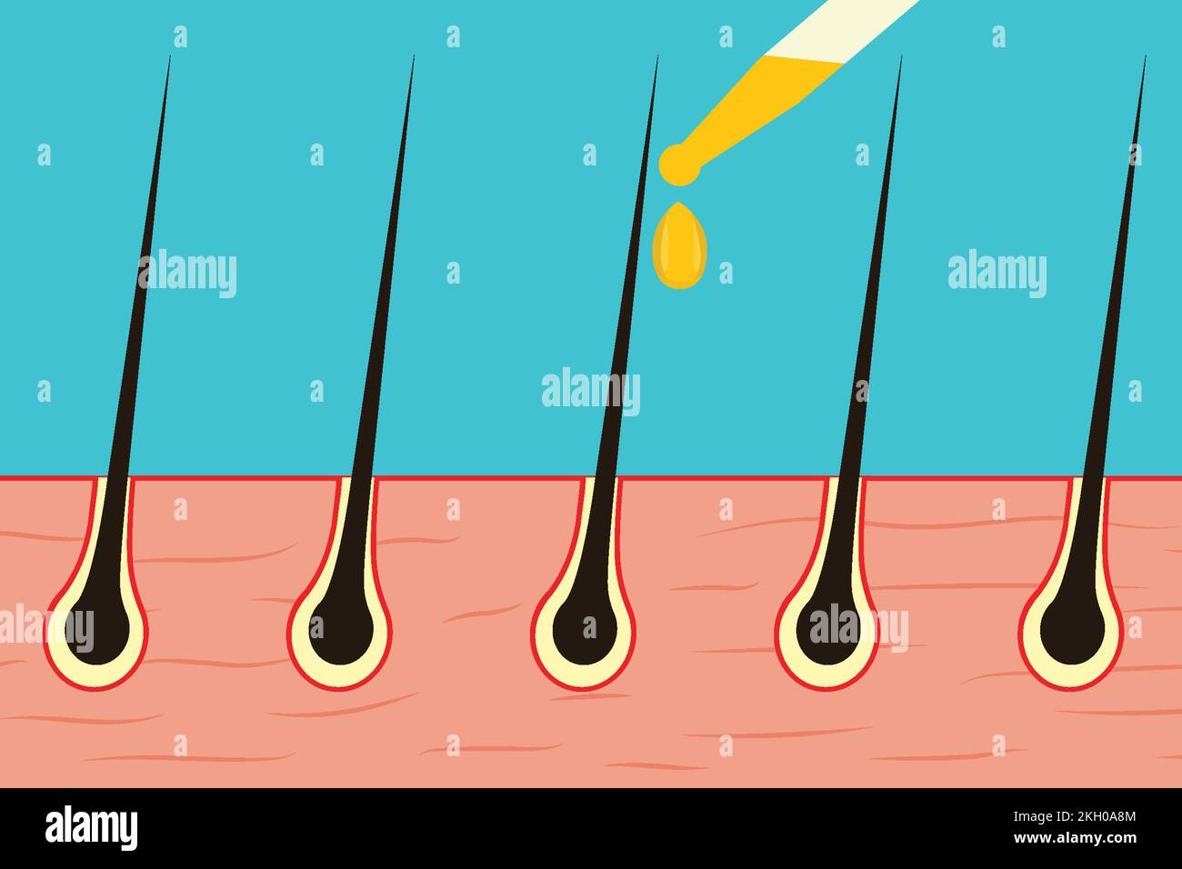 Using oil to help hair growth concept vector. Serum or natural oil helps the hair to grow. Using