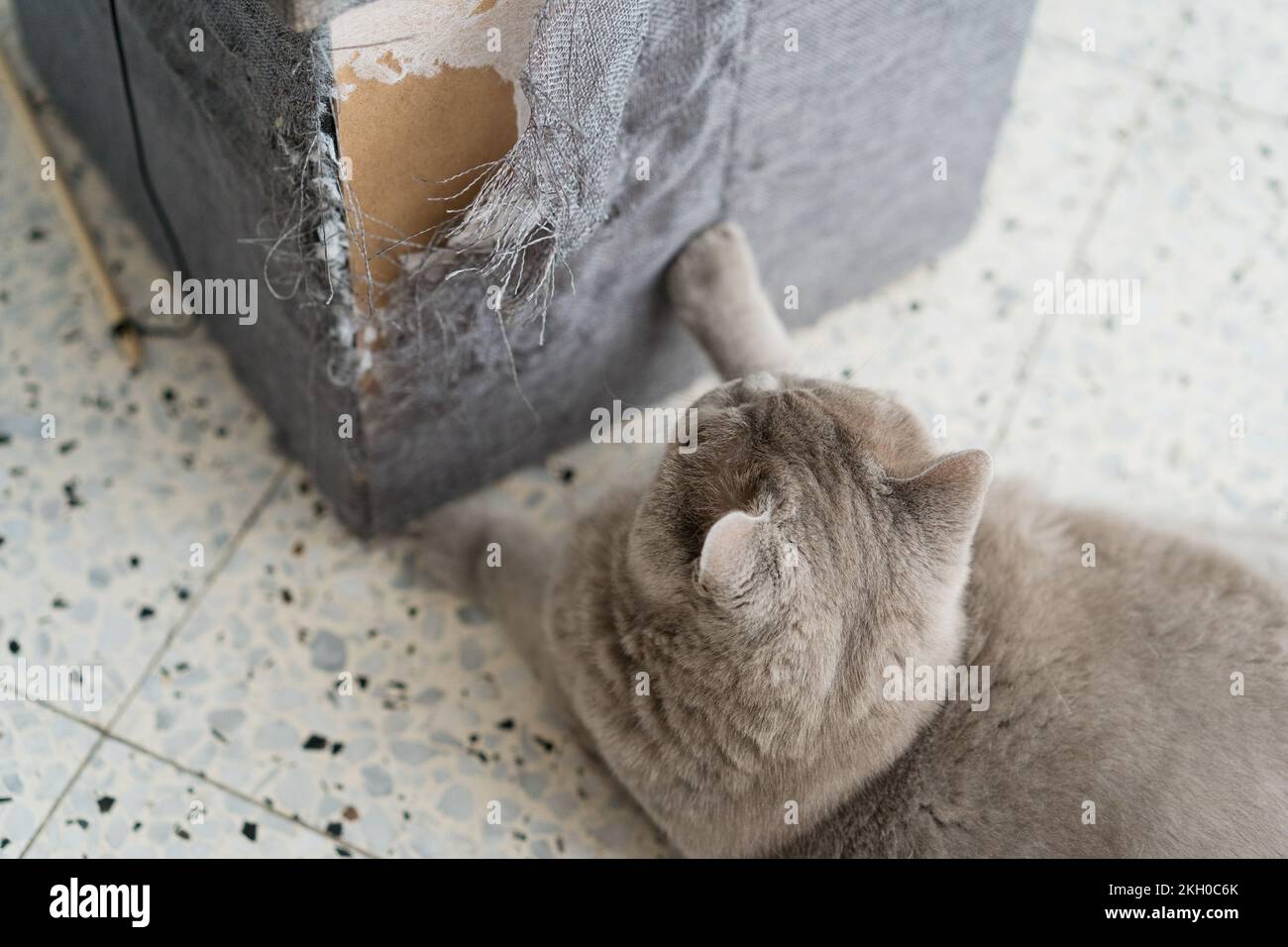 Cat scratching furniture. A ragged corner of the sofa that had been