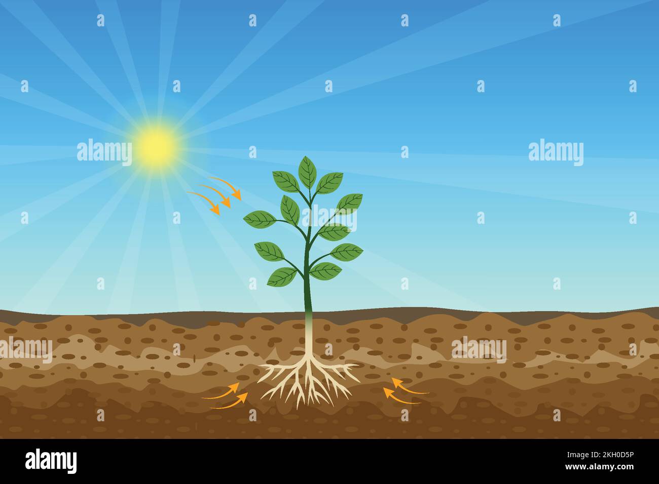 Photosynthesis process with green tree and shiny sun and hard soil vector. A tree gets nutrition from the sun and soil. A green plant is producing oxy Stock Vector