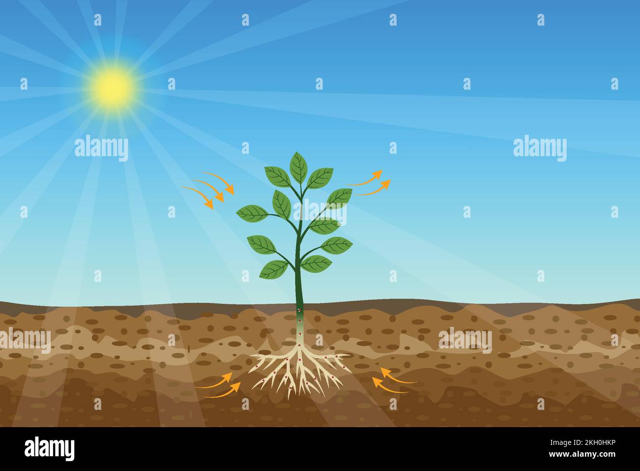 Photosynthesis process with a green plant and shiny sun vector. Green plants are getting energy and nutrition from the sun and soil. A tree is produci Stock Vector