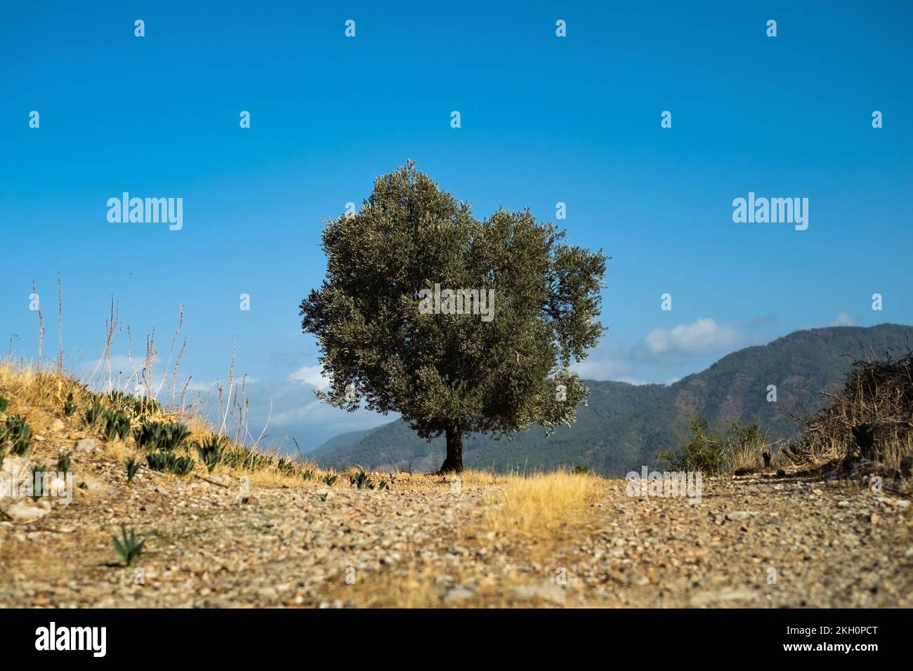Solitary standing oak tree hi-res stock photography and images - Alamy