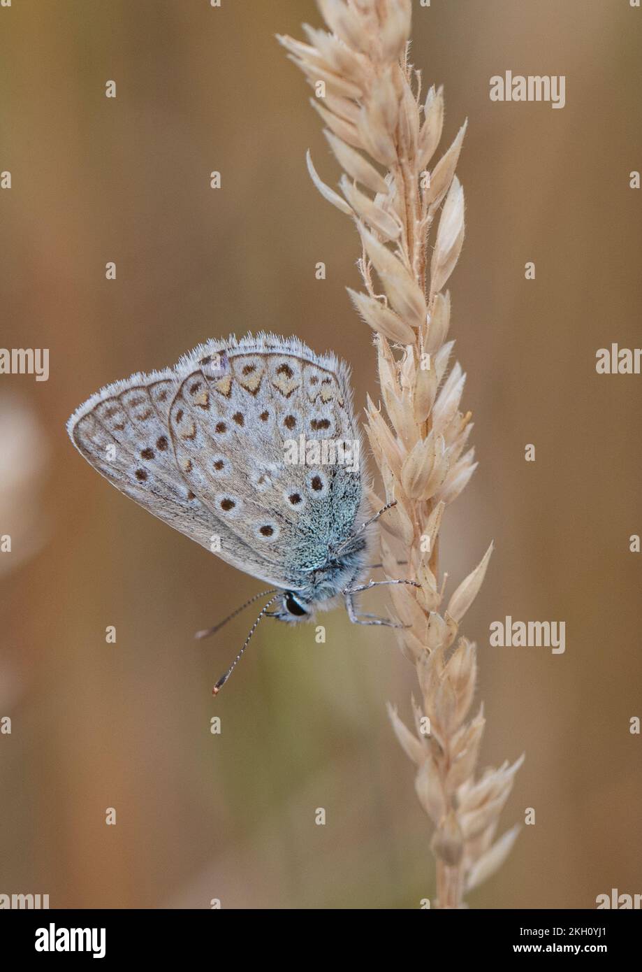 A Common Blue Butterfly (Polyommatus icarus) showing it's underwing