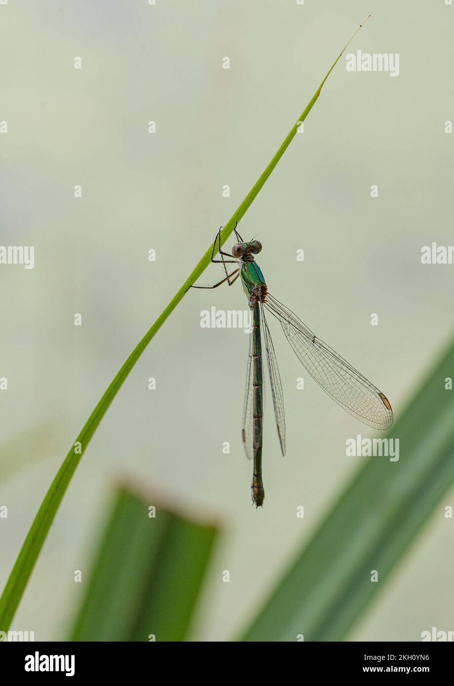 A male Willow Emerald Damselfly (Chalcolestes viridis) resting on a reed, showing it's beautiful iridescent green colours . Suffolk, Uk Stock Photo