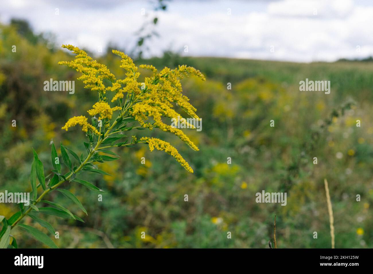 Yellow flowers of goldenrod. Weed culture grows in the field. Stock Photo