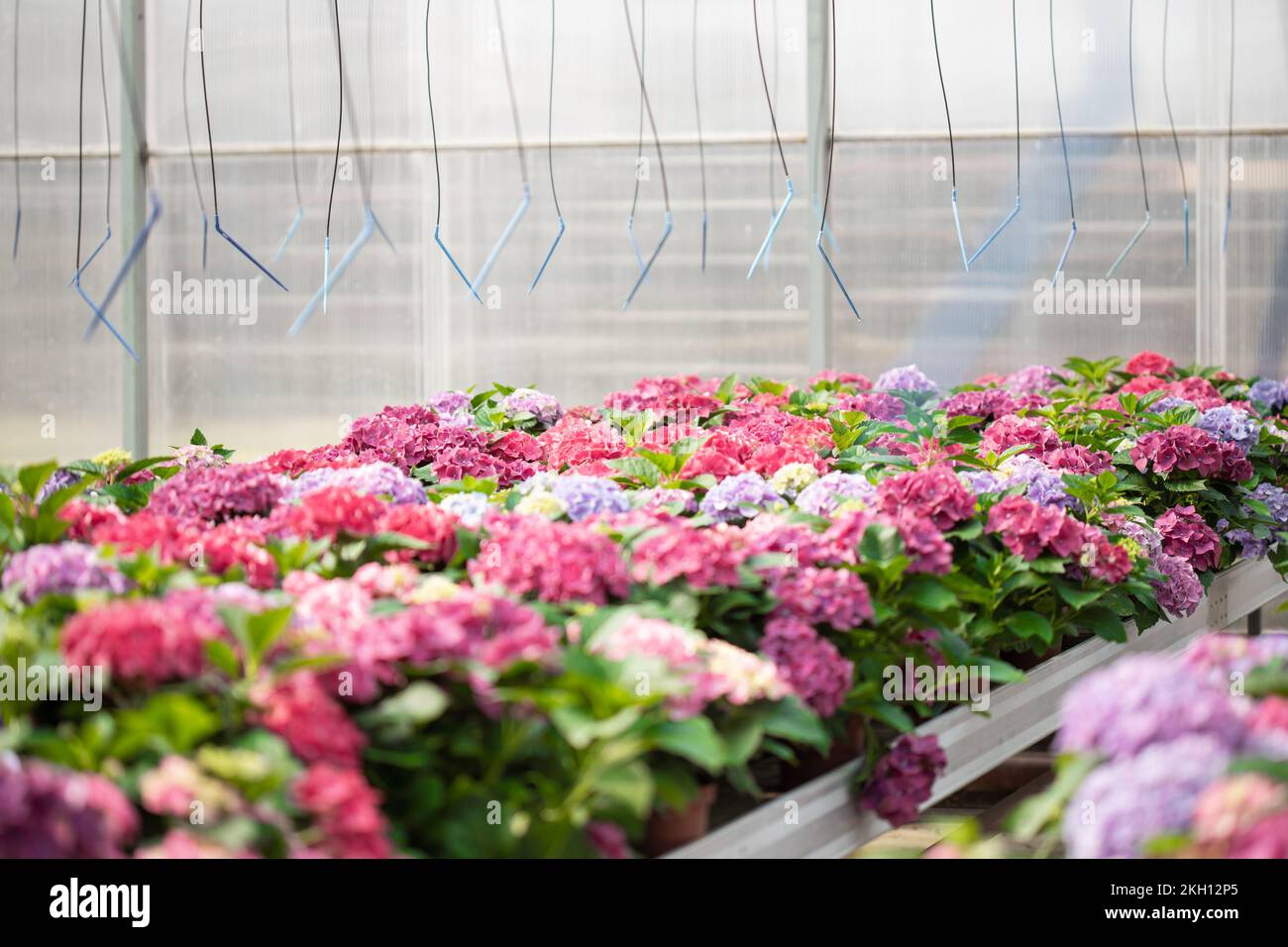 Lots of growing plants hi-res stock photography and images - Alamy