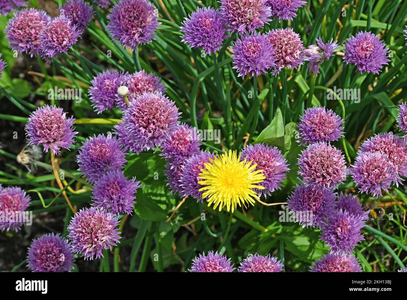 Purple chives with dandelion with yellow dandelion in the middle. Stock Photo
