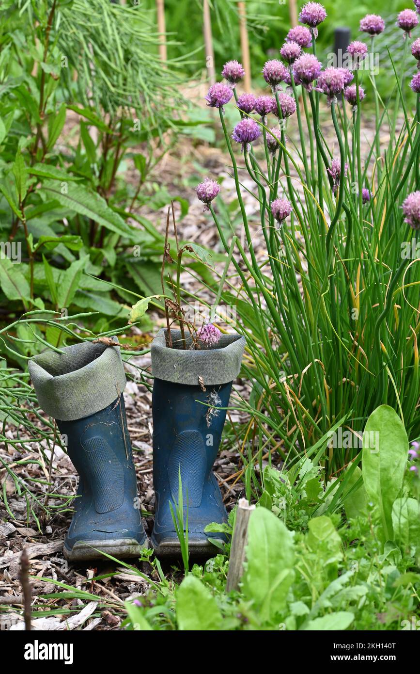 Blue rubber boots in the vegetable garden Stock Photo Alamy