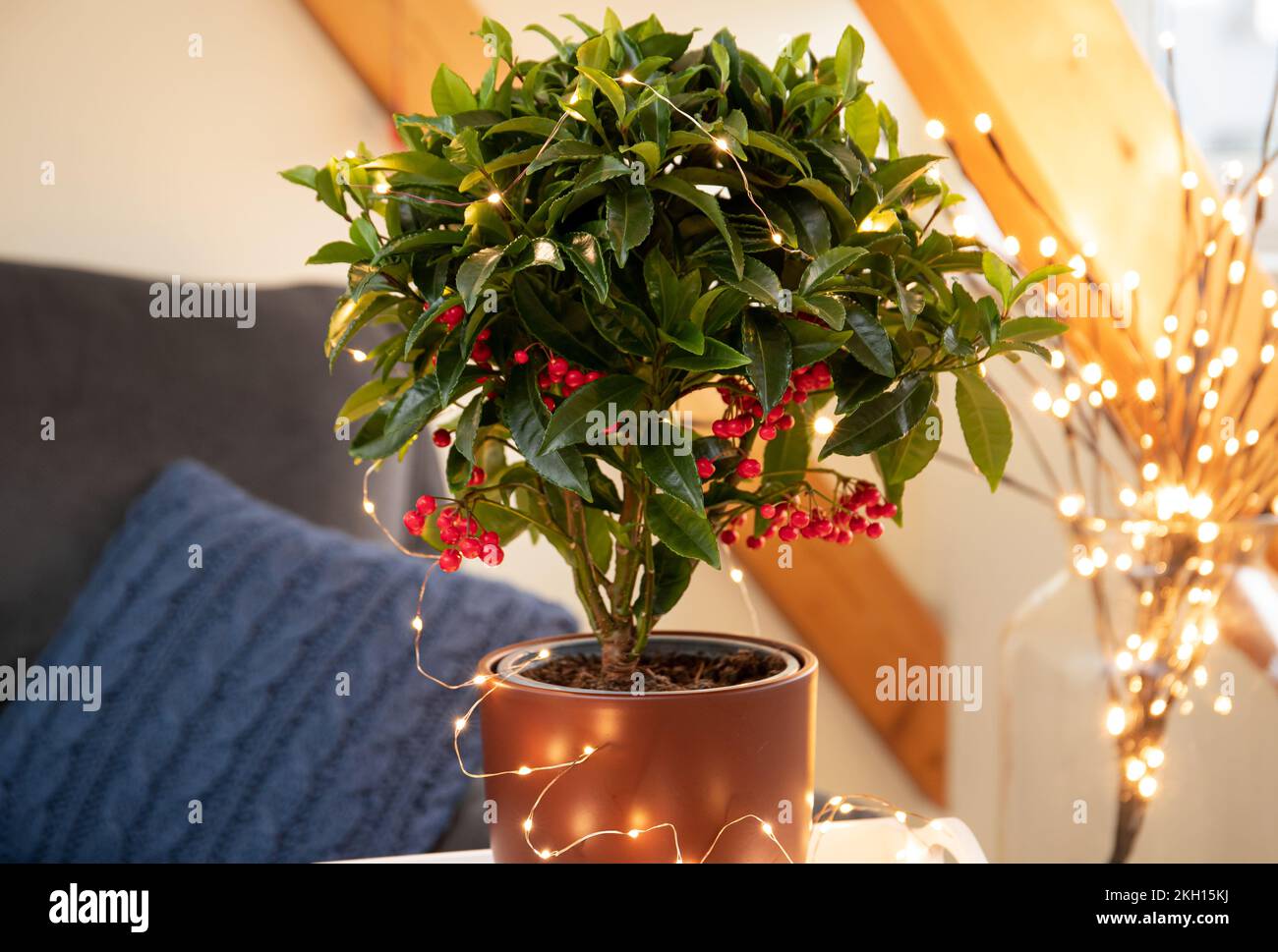 Ardisia crenata, Primulaceae is known by a variety of names as Christmas berry, Australian holly, coral ardisia, coral bush, coralberry, coralberry. Stock Photo