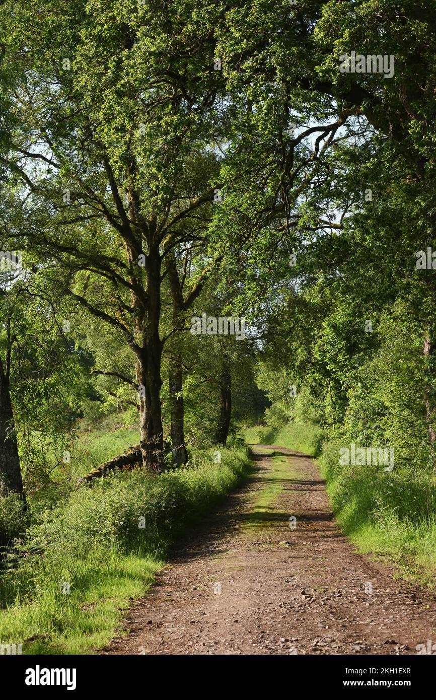 Tree lined lane in galloway Scotland UK, landscape withview down lane with trees to the side and dappled summer sunlight inviting the viewer to stroll Stock Photo