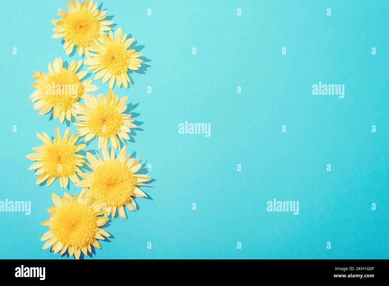 Blue festive background with yellow chrysanthemum flowers. Top view, flat lay, copy space. Stock Photo