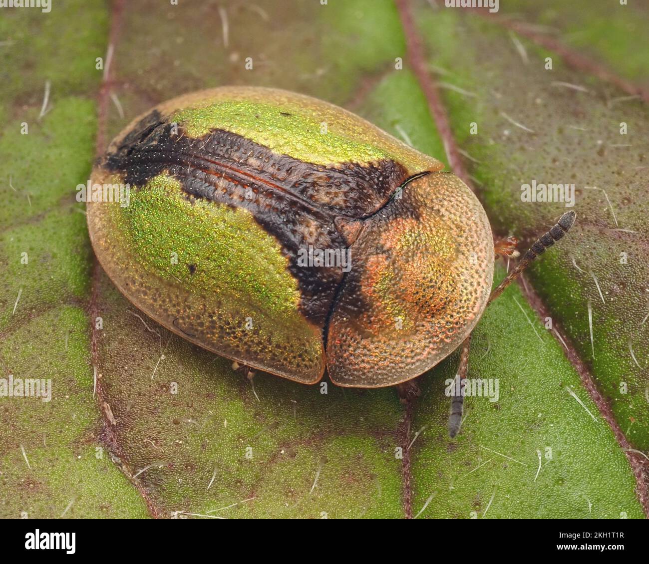 Chrysomelidae hi-res stock photography and images