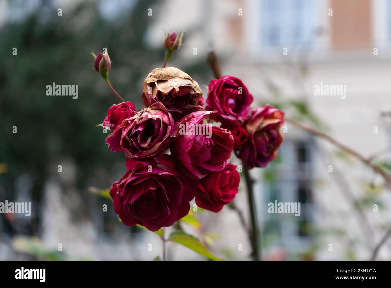 Dead roses in park hi-res stock photography and images - Alamy