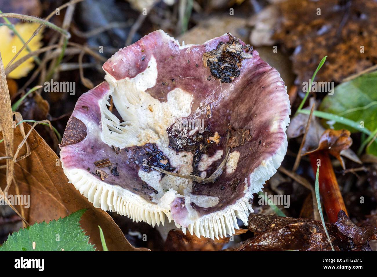 Fragile Brittlegill, New Forest, Hampshire, UK. Not edible Stock Photo