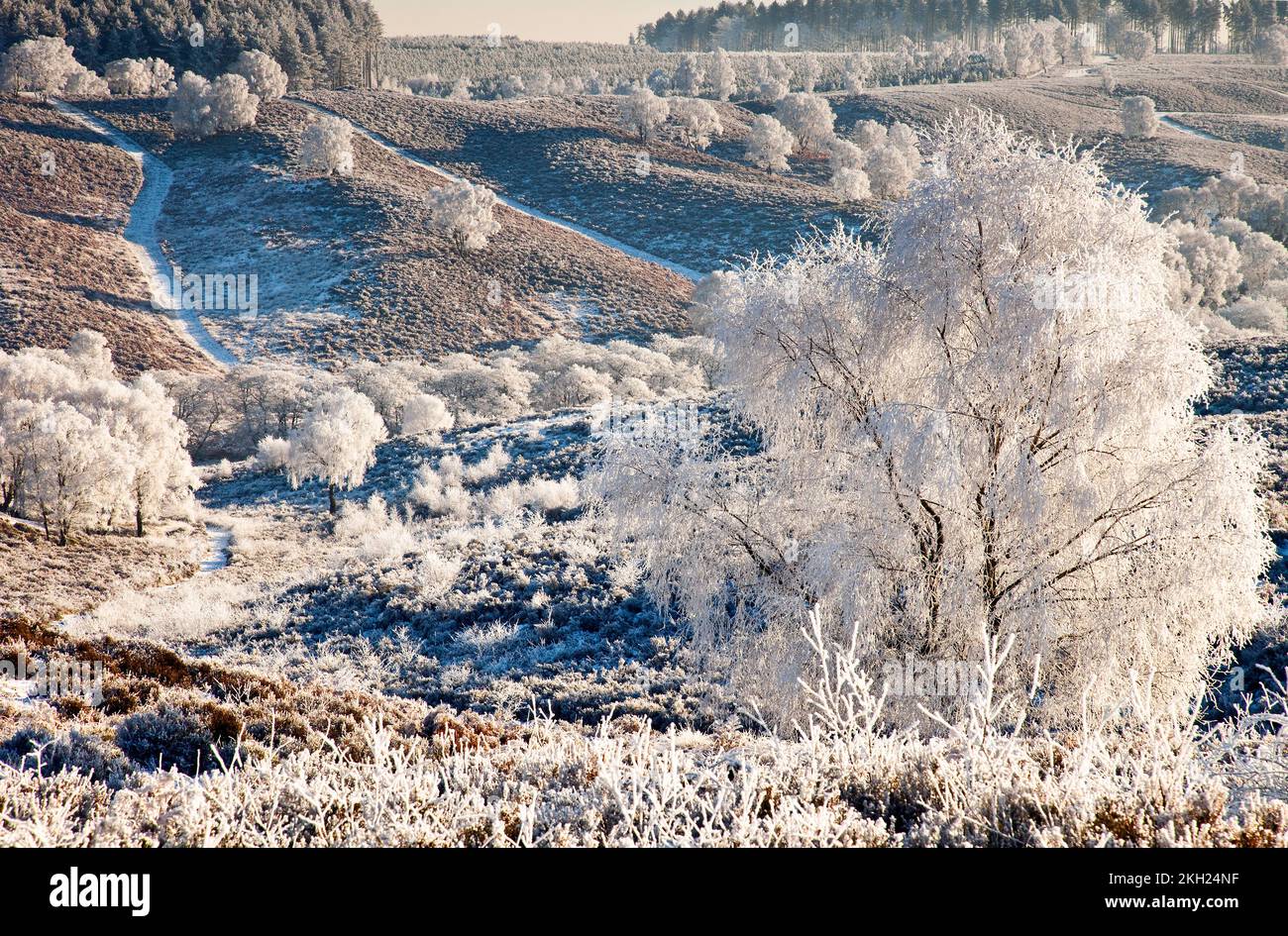 Frosted trees and hills and paths in early winter on Cannock Chase