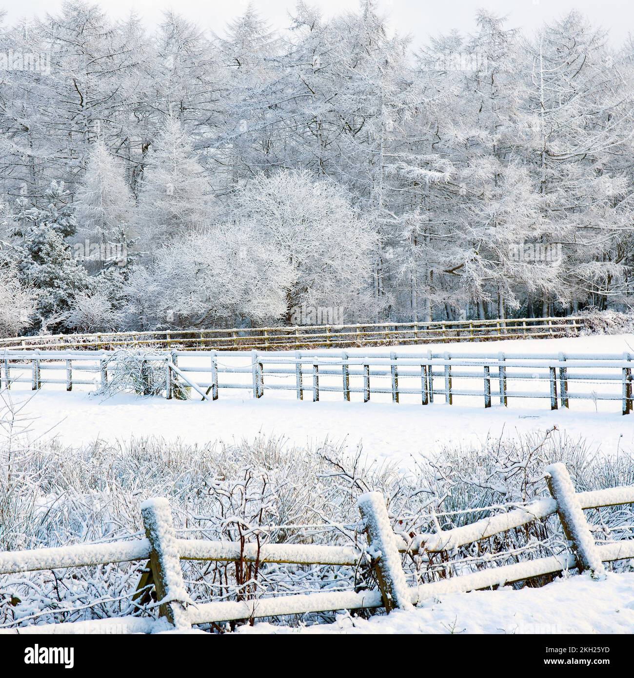 Winter scene with snow and frost in Cannock Wood Cannock Chase AONB