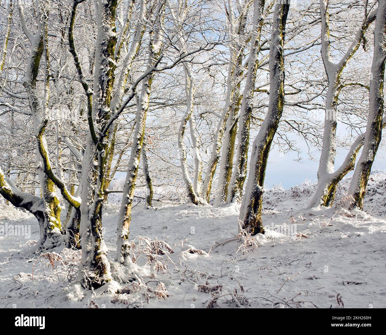 Birch woodland lit by morning light in winter on Cannock Chase with ...