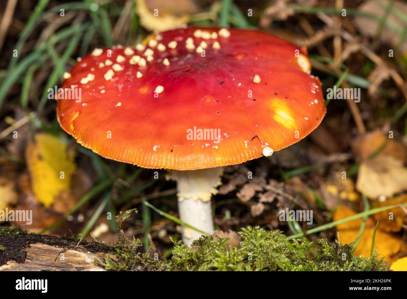 Fly agaric, Amanita muscaria, New Forest, Hampshire, UK. Poisonous Stock Photo