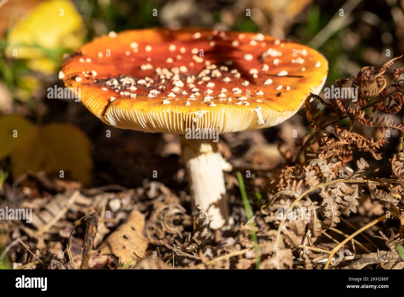 Fly agaric, Amanita muscaria, New Forest, Hampshire, UK. Poisonous Stock Photo