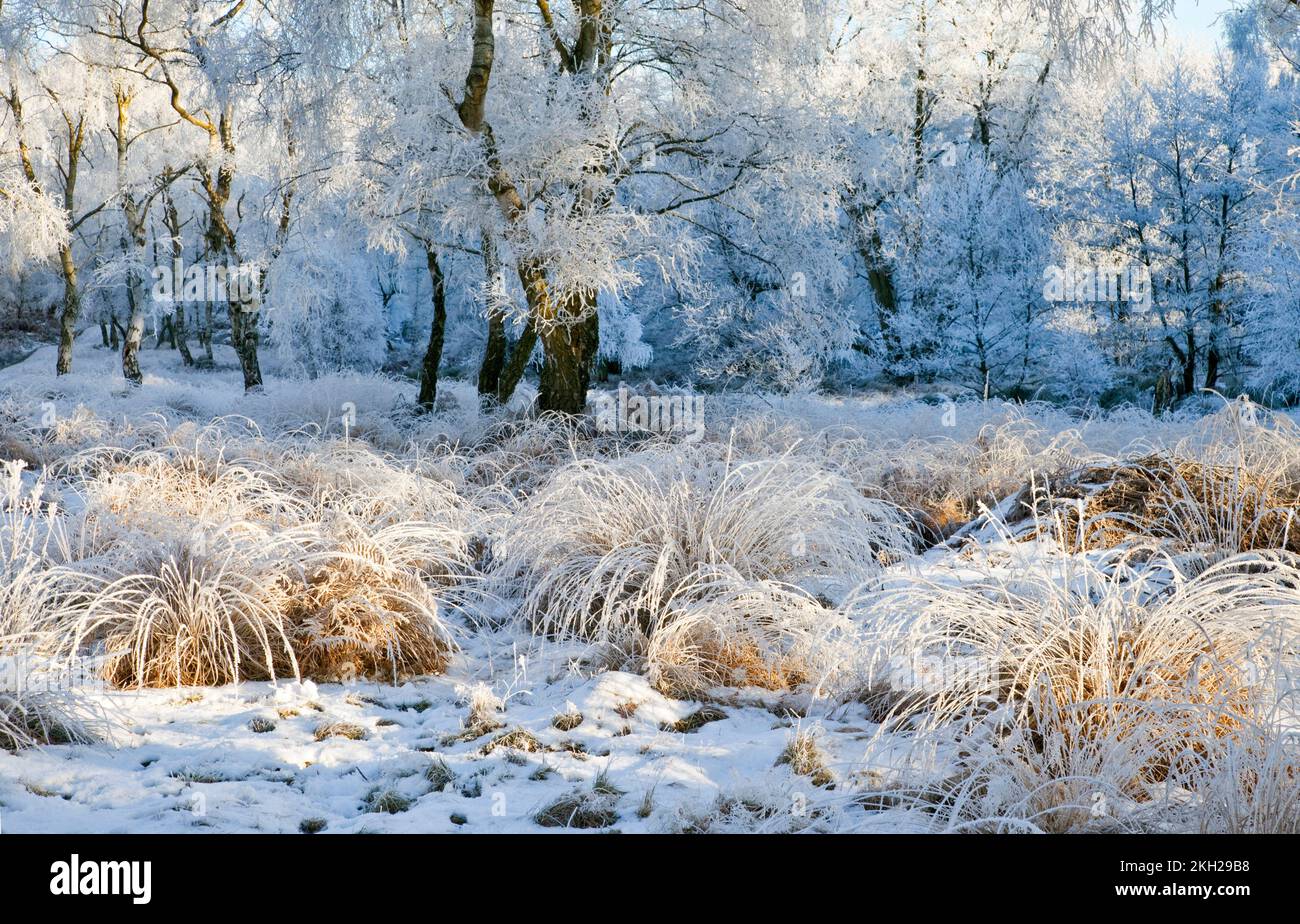 Hard Winter Hard winter Sherbrook Valley area in early winter Cannock Chase Country ...