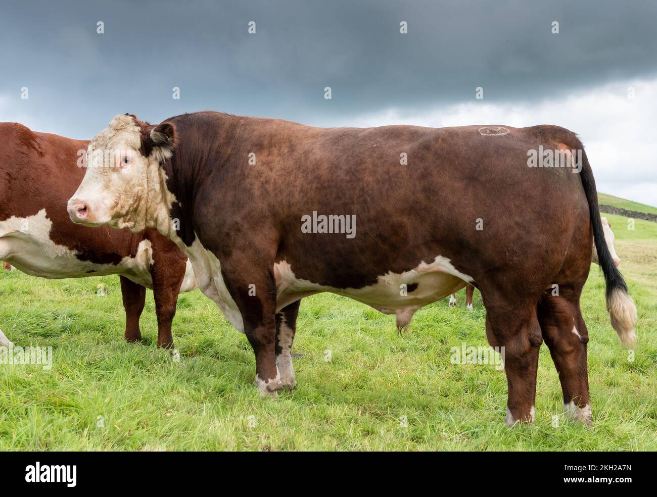 Pedigree Hereford bull in pasture, Cumbria, UK Stock Photo - Alamy