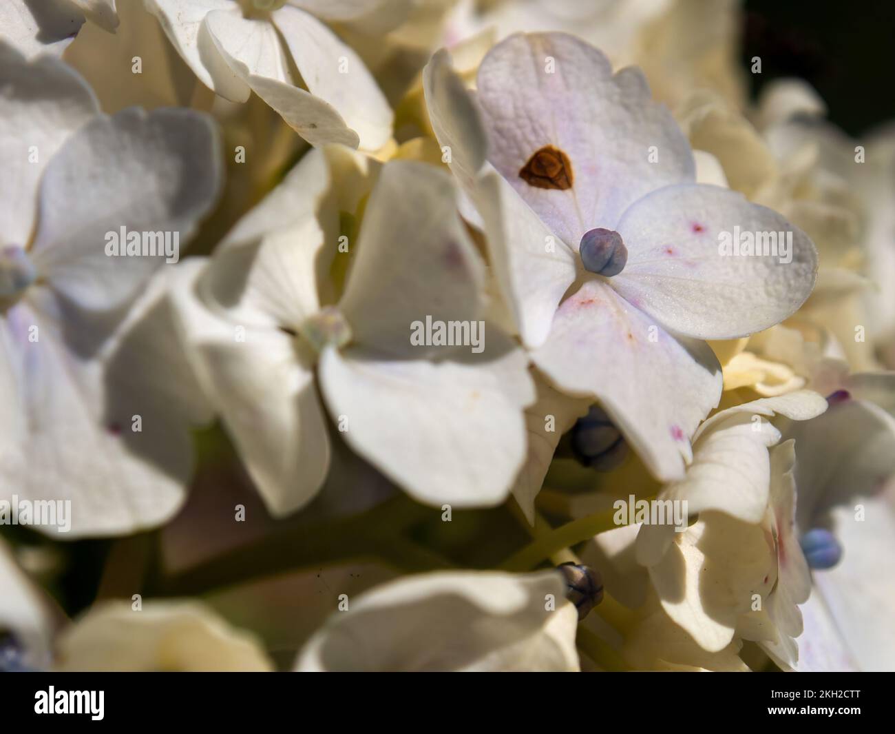 Macro photography ofwhite hortensia flowers, cptured in  garden nea the colonial town of Villa de Leyva, in central Colombia. Stock Photo