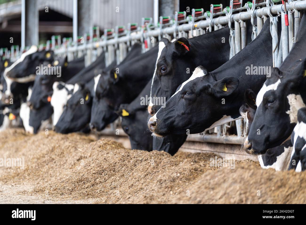 Holstien dairy cattle eating a mixed ration from behind feed barriers