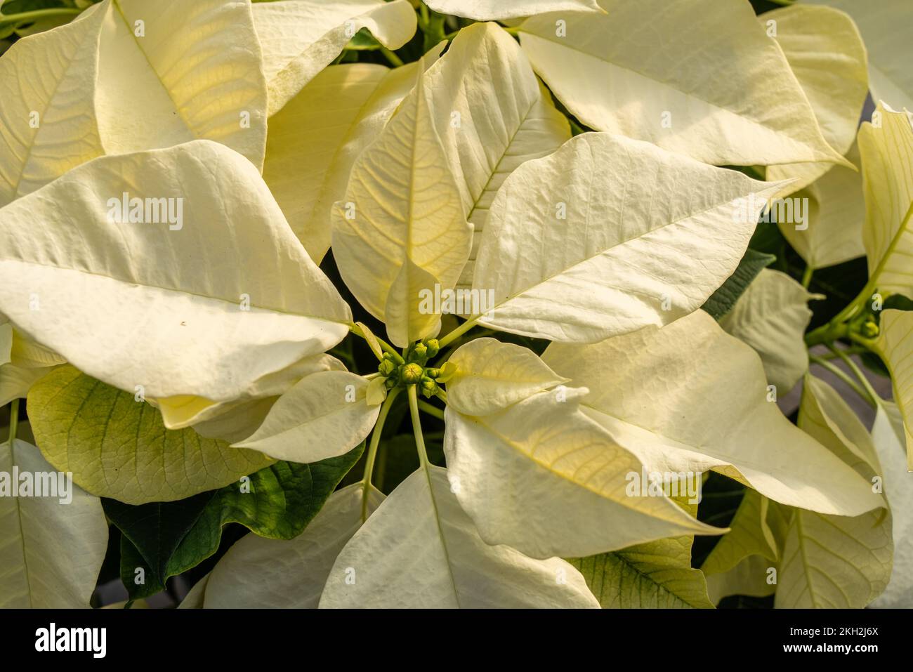 Beautiful white poinsettias on display in greenhouse blooming in time