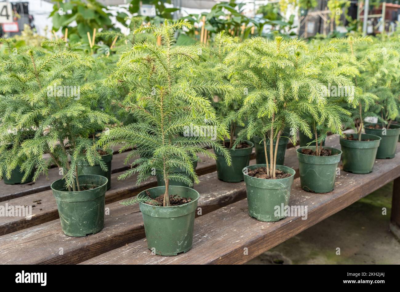 Christmas Norfolk Pine trees on display at greenhouse perfect for