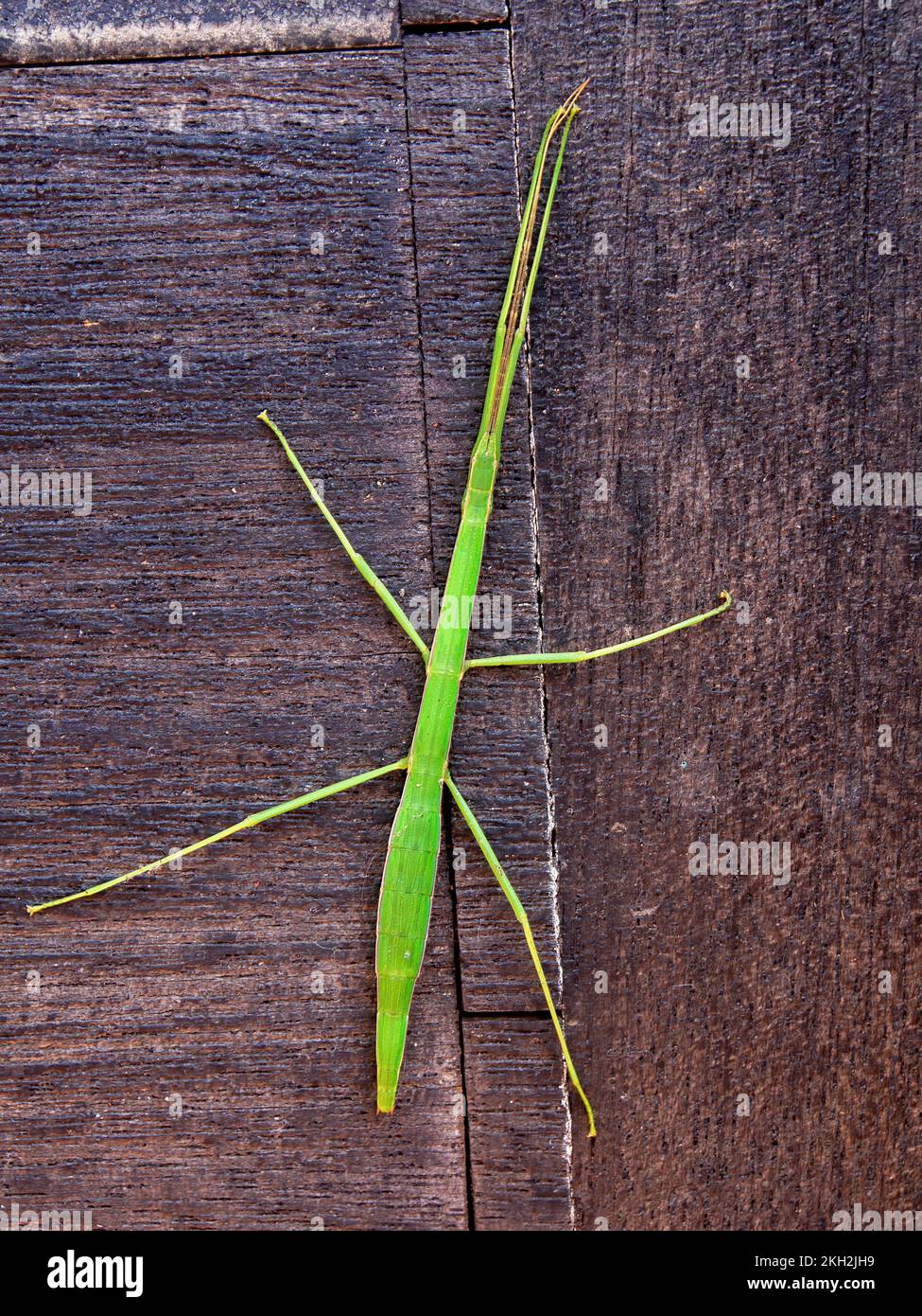 Maco photograpy of a big green stick insect on a wooden plank, captured in a garden near the colonial town of Villa de Leyva in central Colombia. Stock Photo