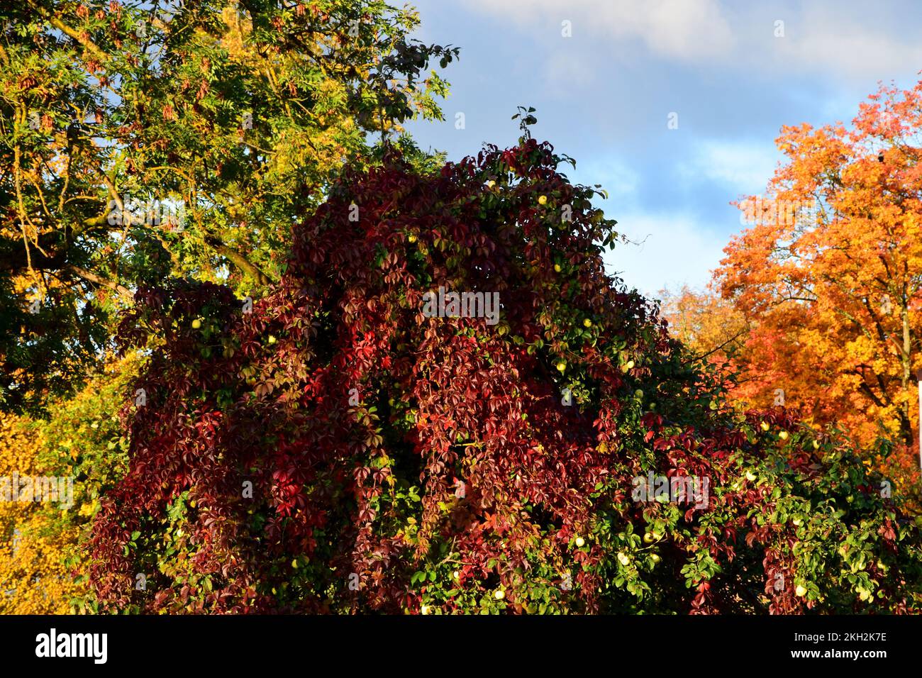 The beautiful trees in a park in autumn Stock Photo - Alamy