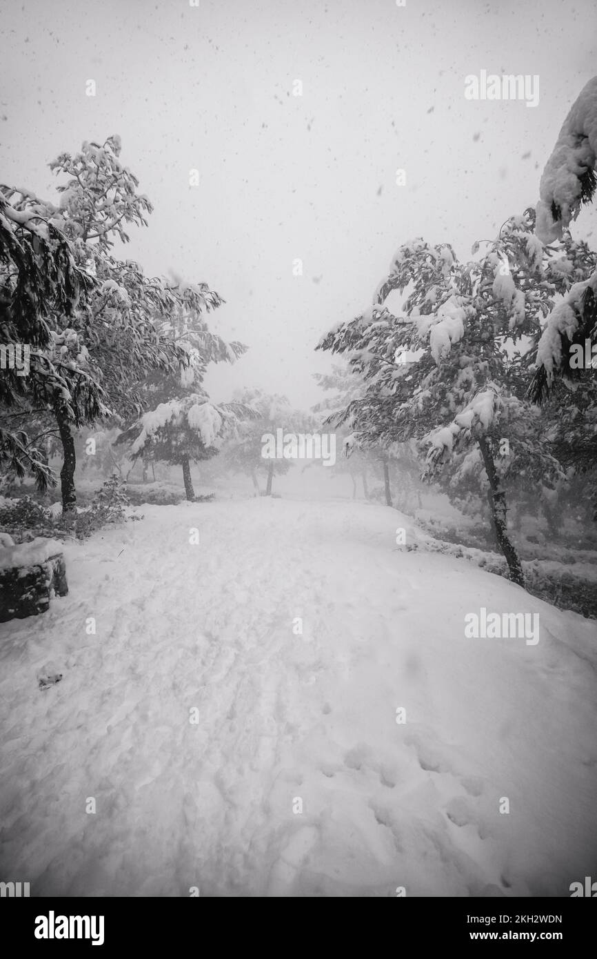 Snowfall tree hi-res stock photography and images - Alamy
