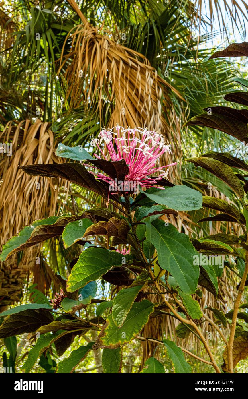 Starburst (Clerodendron quadriloculare), Punta Gorda, Florida Stock Photo