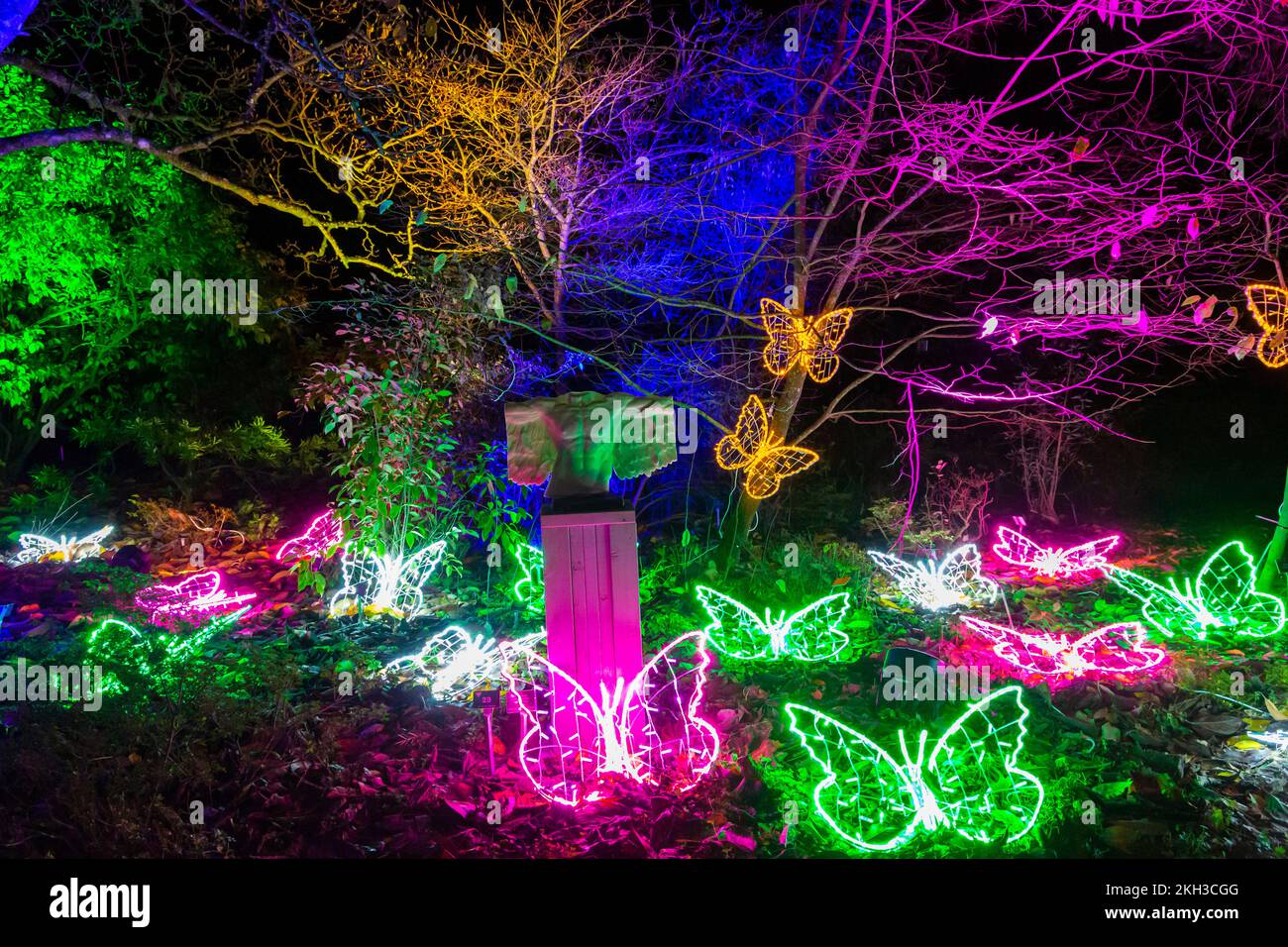 Romsey, Hampshire UK. 23rd November 2022. Preview evening of Light Up Trails at Sir Harold Hillier Gardens in Romsey which opens tomorrow with a mile-long immersive experience created by Light Up Trails. Renowned the world over for its collections of trees and rare plants, the magnificent gardens are seen in an exciting new light this Christmas as the award-winning visitor attraction opens its gates after dark for a special new absolutely beautiful experience with the lights accentuating the landscape, as they've never been seen before. Credit: Carolyn Jenkins/Alamy Live News Stock Photo