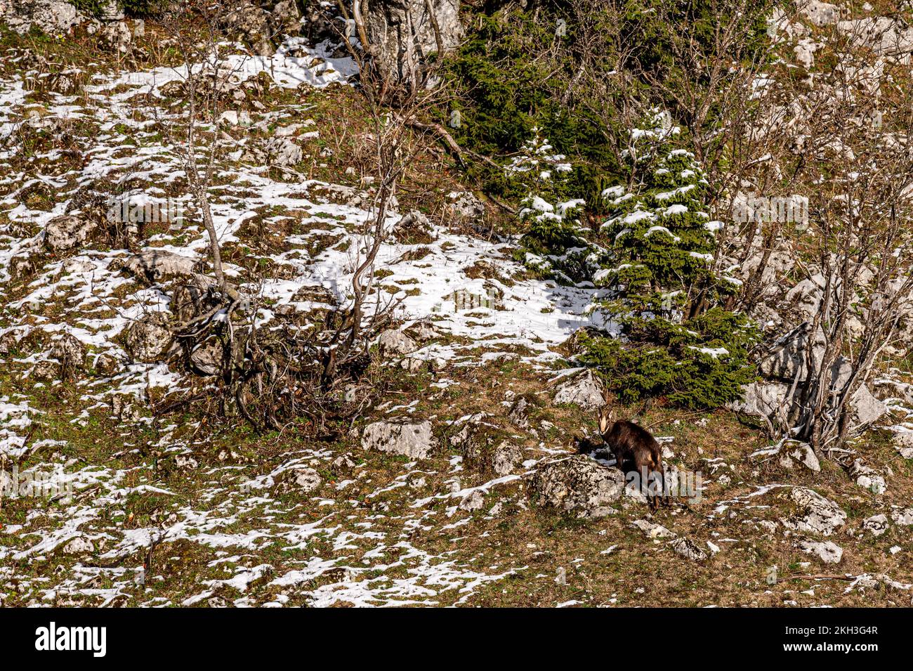 One chamois in forest. Rupicapra rupicapra in natural environment in winter in Switzerland. La Dole, Vaud Canton, Switzerland. Stock Photo